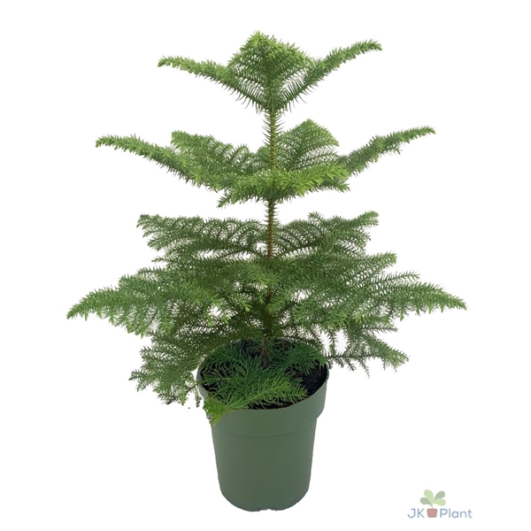 <h4>Araucaria</h4>