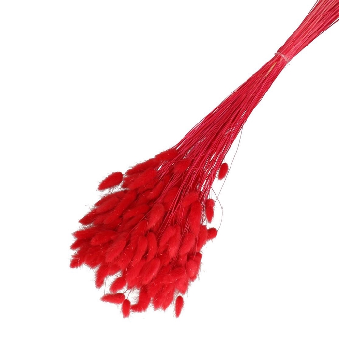 Droogbloem Lagurus 65cm 100g