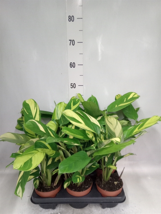 <h4>Ctenanthe pilosa 'Mosaic'</h4>