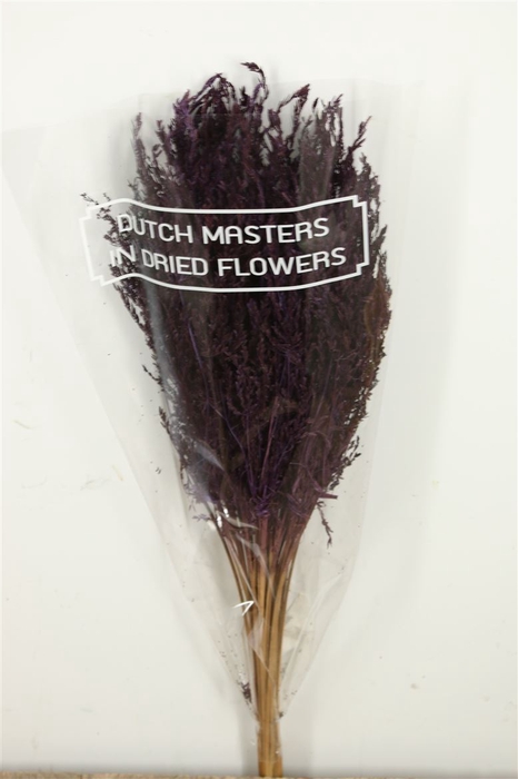 Dried Umbr. Sedge Sm. Leaf Purple Bunch