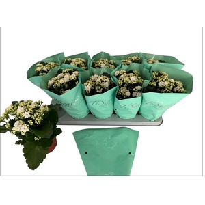 KAL GE PERFECTA WHIT