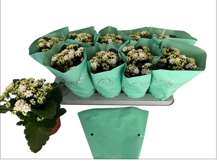 <h4>KAL GE PERFECTA WHIT</h4>