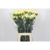 Dianthus St Ilias
