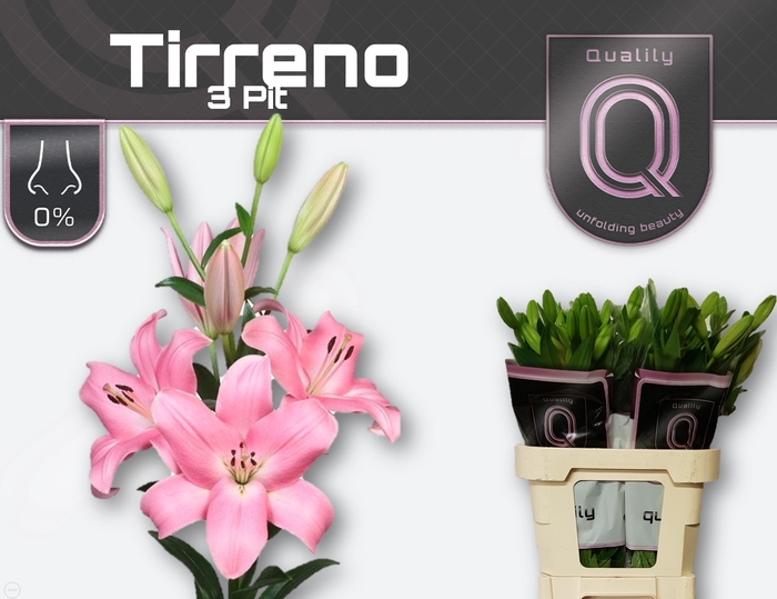 <h4>LI LA TIRRENO 3pit</h4>