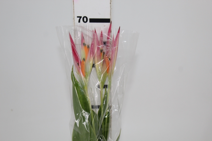 <h4>HELICONIA SASSY 070 CM</h4>