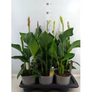 Canna  'Cannova'   ...mix