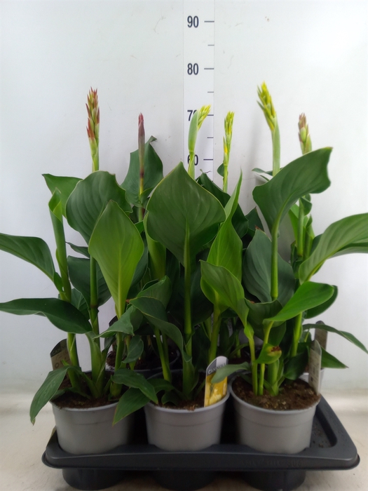 <h4>Canna  'Cannova'   ...mix</h4>