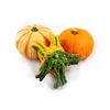 Sier Cuc P Premium Mix X6