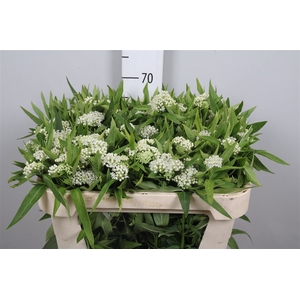 Ascl Inc White Super