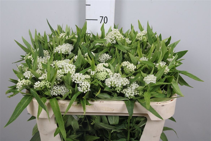 <h4>Ascl Inc White Super</h4>