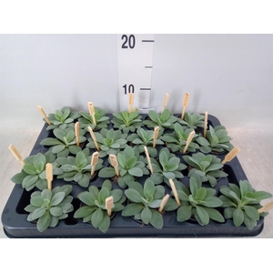 Senecio cephal. 'Mountain Fire'