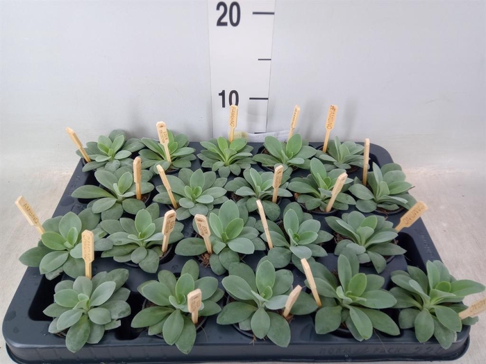 <h4>Senecio cephal. 'Mountain Fire'</h4>