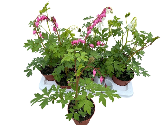 <h4>DICE SPECTABILIS</h4>