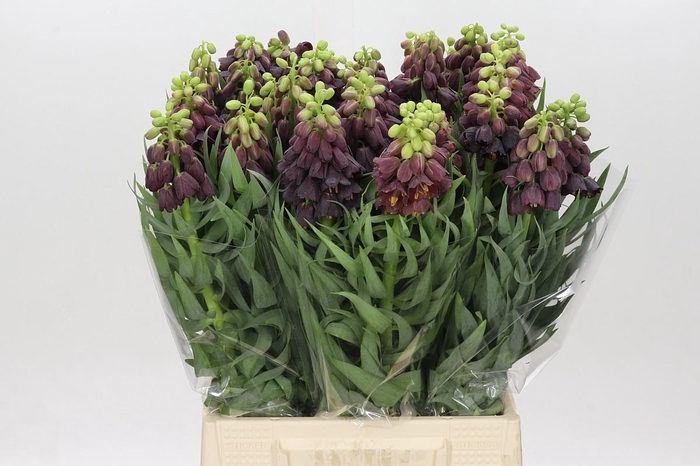 <h4>Fritillaria Persica</h4>