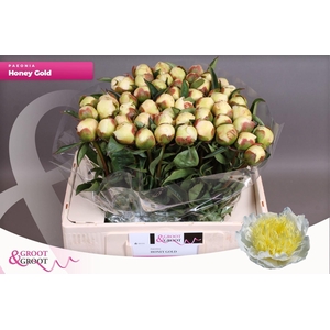 PAEONIA LACT. 'HONEY GOLD'