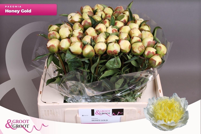 <h4>PAEONIA LACT. 'HONEY GOLD'</h4>