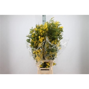 Acacia Mimosa Mirandol Xxl 450 Gram