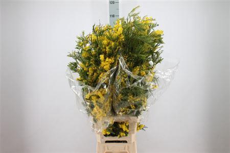 <h4>Acacia Mimosa Mirandol Xxl 450 Gram</h4>