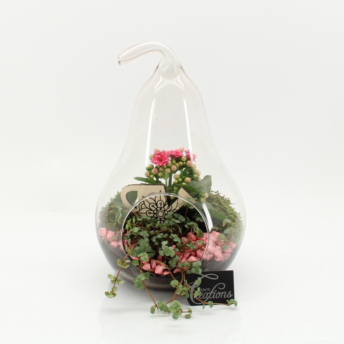 <h4>ESCR-2632RZ ESSENTIALS TERRARIUM</h4>