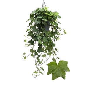Hedera helix 'Brigitte'