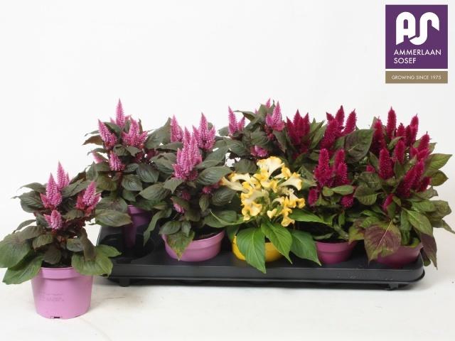 <h4>CEL ARGENTEA GEM</h4>