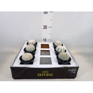 Cactus   ...