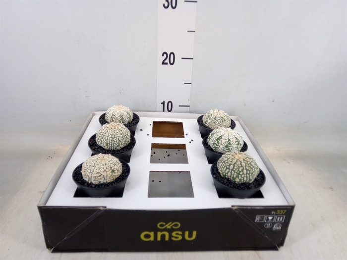 <h4>Cactus   ...</h4>