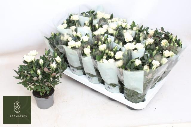 <h4>RO ALASKA KORDANA</h4>