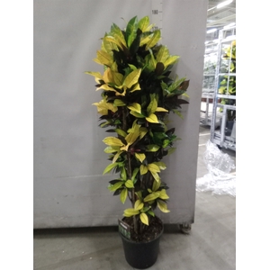 Codiaeum var. KL 'Mrs Iceton'