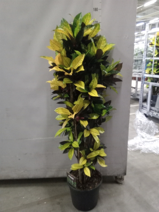 <h4>Codiaeum var. KL 'Mrs Iceton'</h4>