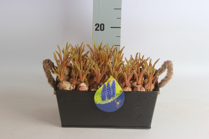 <h4>ARR MUSCARI</h4>