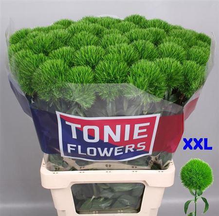 <h4>Di Barb Kiwi Mellow 70cm</h4>