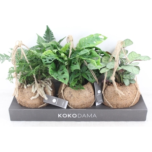 arr3 Kokoplant - Jungle mix x3