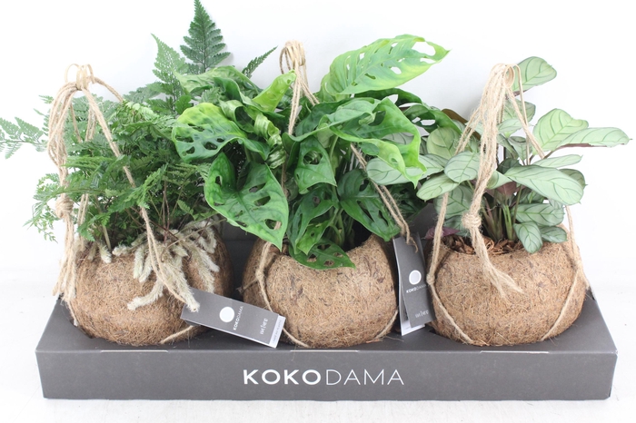 <h4>arr3 Kokoplant - Jungle mix x3</h4>