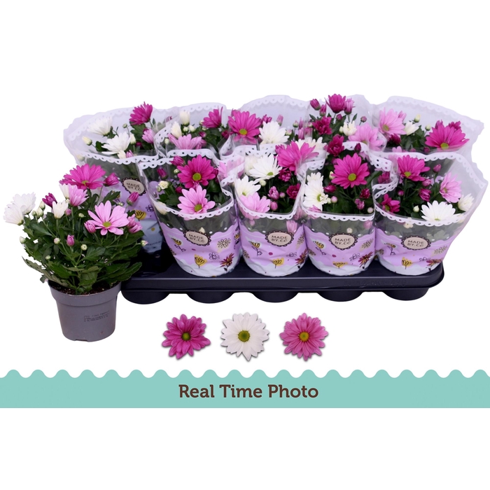 <h4>CHRYS GEM IN POT</h4>