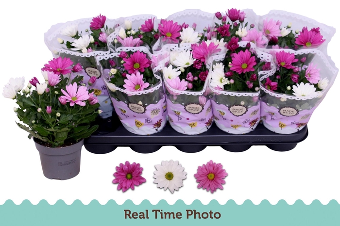 <h4>CHRYS GEM IN POT</h4>