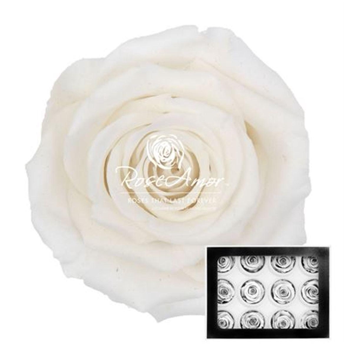 <h4>Pr 1 S Whi01</h4>