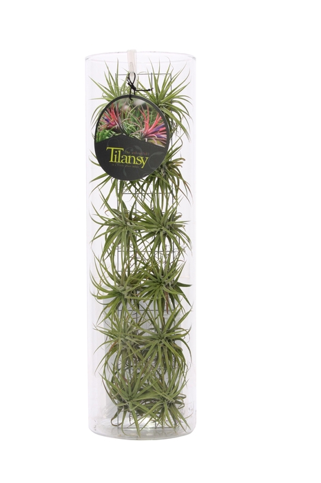 <h4>Tillansy groen</h4>