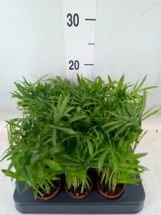 <h4>Chamaedorea elegans</h4>
