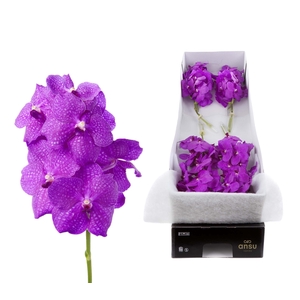 Vanda Hot Magenta x8