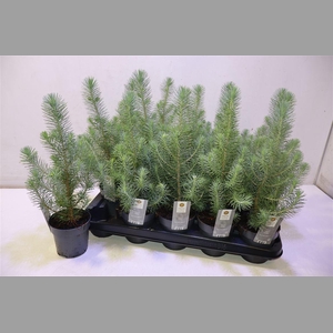 Pinus Silver Crest