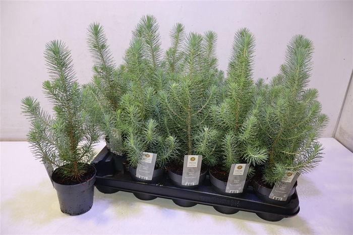 <h4>Pinus Silver Crest</h4>