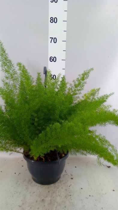 <h4>Asparagus dens. 'Meyers'</h4>