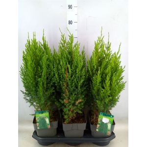 Juniperus chinensis 'Stricta'