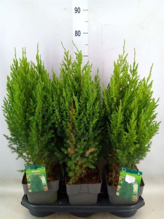 <h4>Juniperus chinensis 'Stricta'</h4>