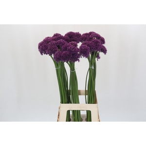 Allium Purper