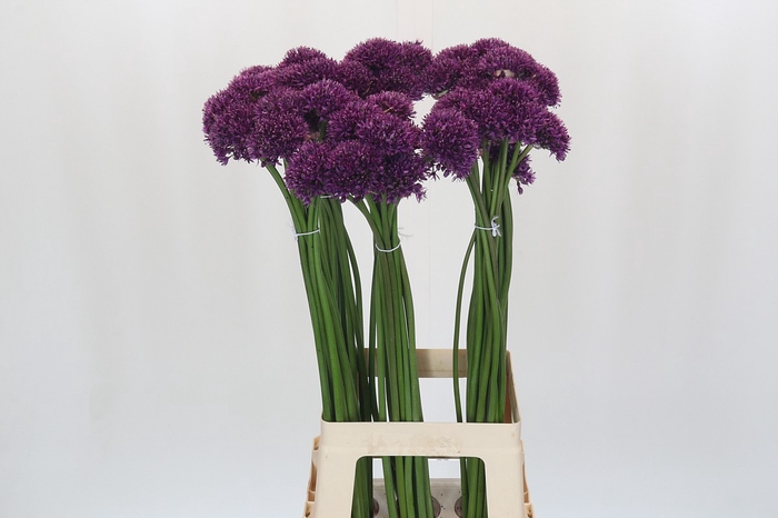 <h4>Allium Purper</h4>