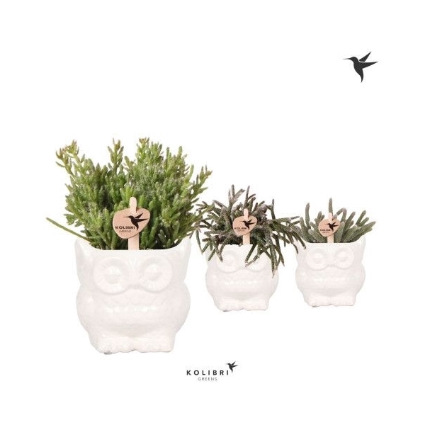 <h4>Kolibri Greens Rhipsalis mix in Owl pot white</h4>