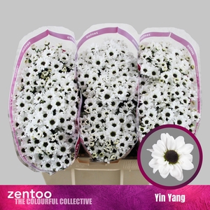 Chrysanten Chr S Yin Yang