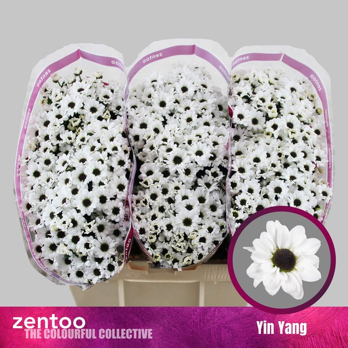 <h4>Chrysanten Chr S Yin Yang</h4>